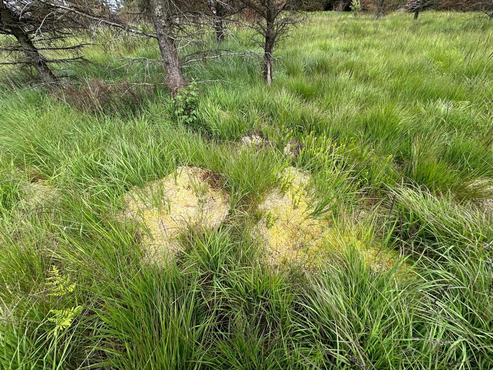 A large sphagnum hummock in Molinia on a peatland