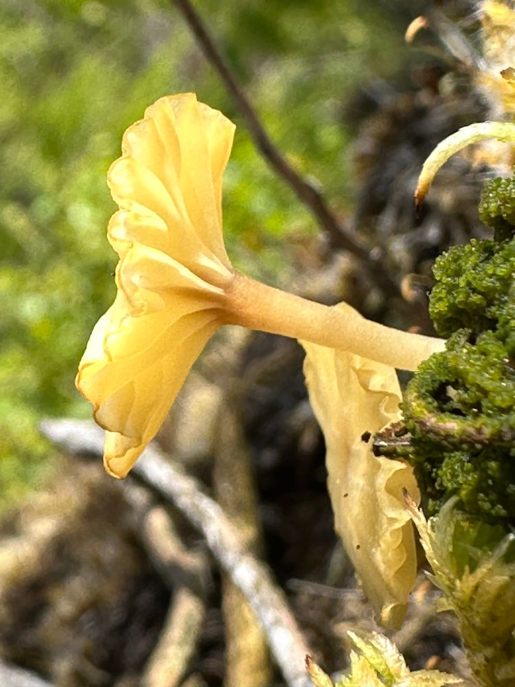 A gilled fungus, potentially Lichenomphalia umbellifera