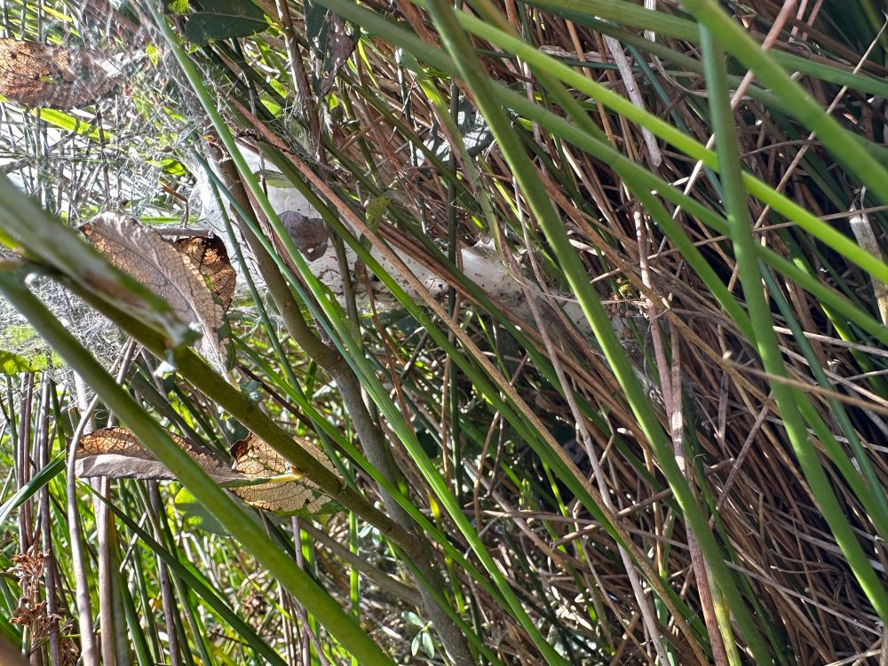 The funnel of the labyrinth spider web, the entrance is to the left of the frame and the funnel extends into the Juncus to the right