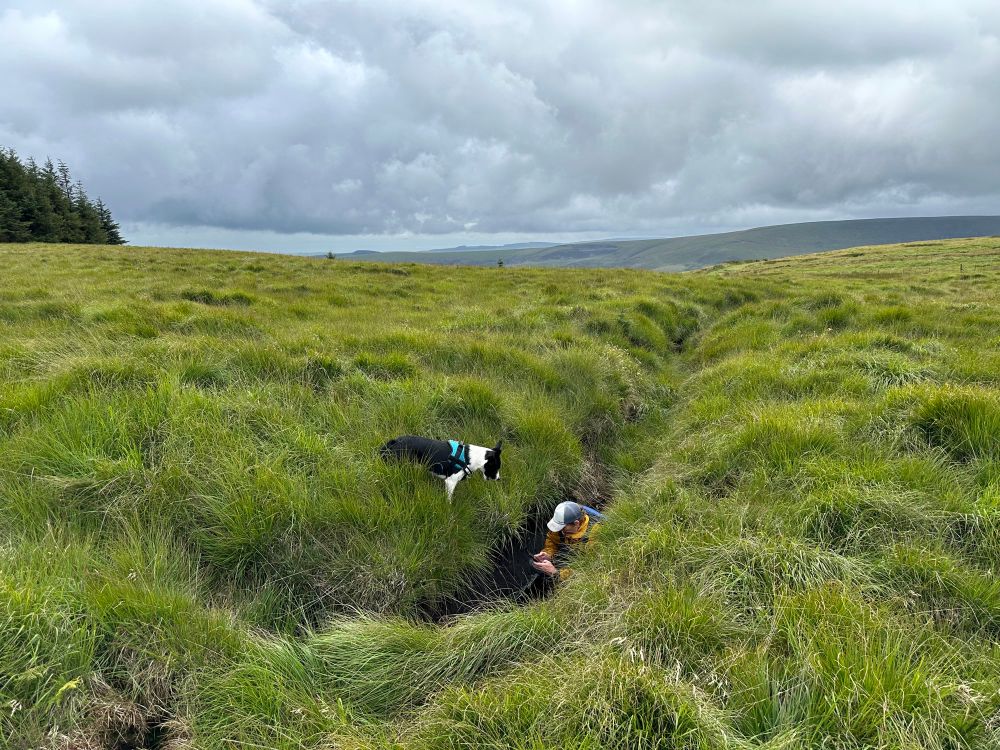 A collie looking at a peatland ecologist in a drain in a molinia dominated blanket bog in south wales