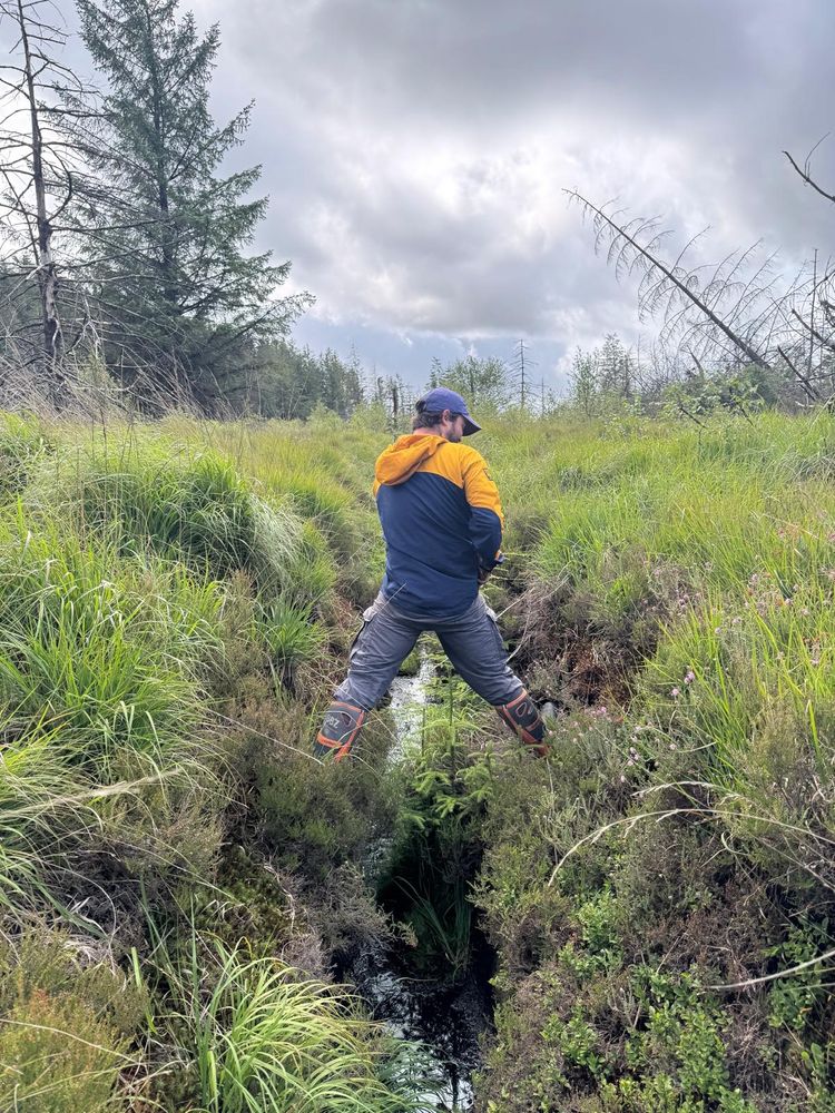 An ecologist surveying peatland drains