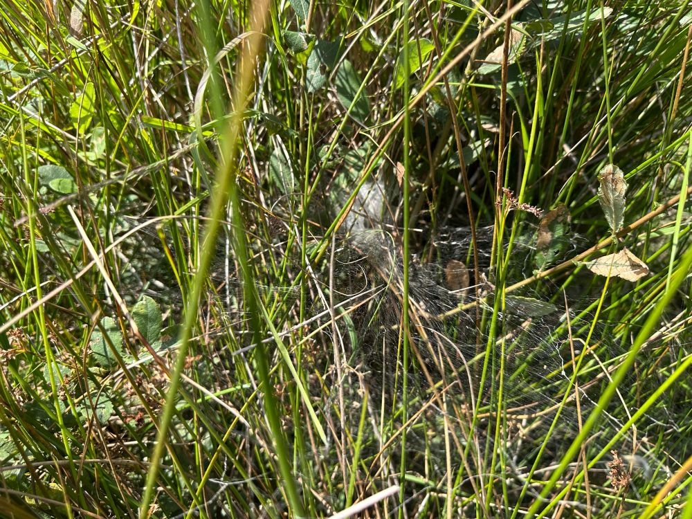The web of a labyrinth spider in Juncus, the entrance to the funnel is central in the frame with a platform shaped web extending out from it 