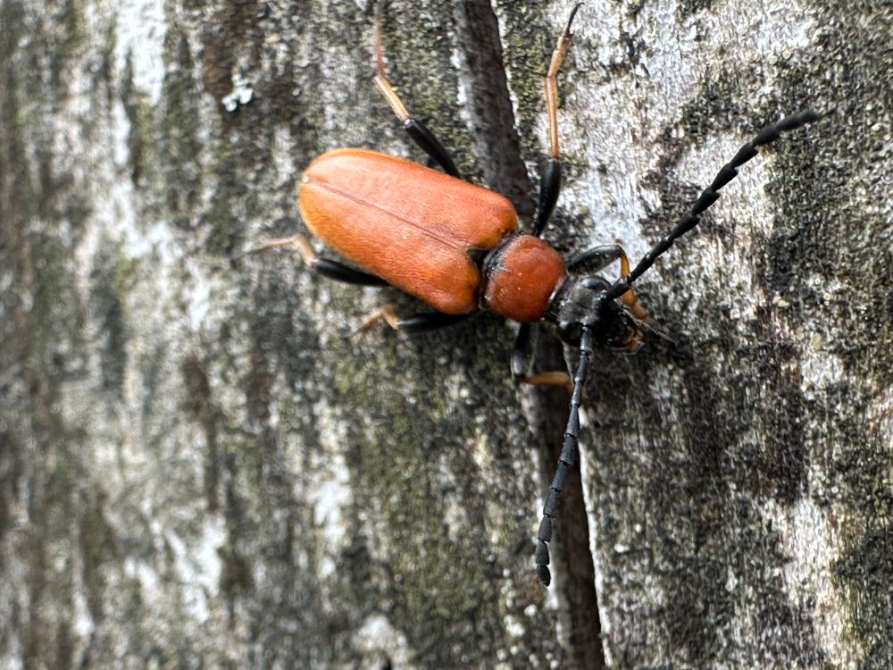 Red longhorn beetle on Sitka spruce stump, south Wales