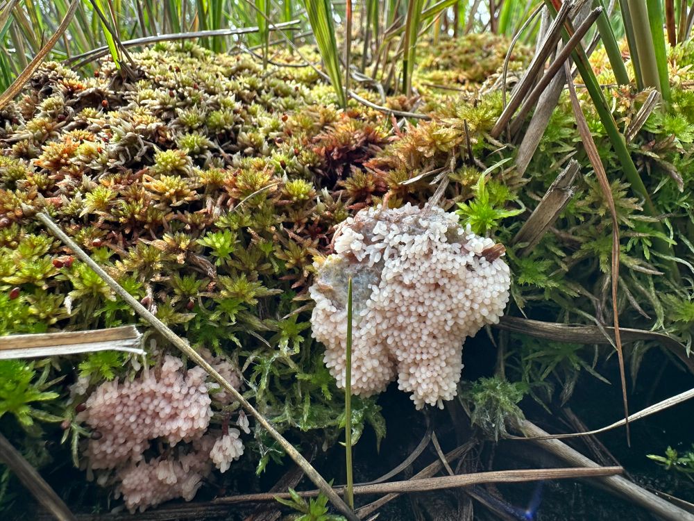 A white slime mould on Sphagnum fimbriatum and subnitens 