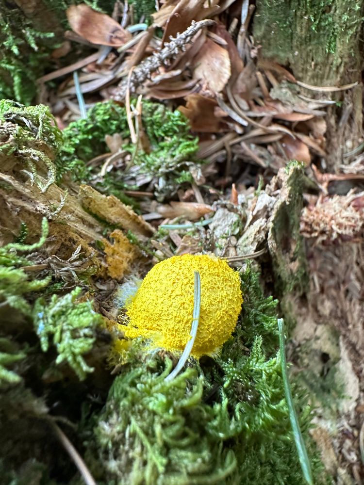 Dog vomit slime mould Fusigo septica