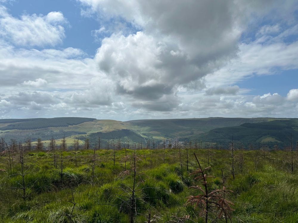A view of the Rhondda, south Wales. In the foreground hundreds of Sitka spruce which tragically got burned to an absolute crisp 