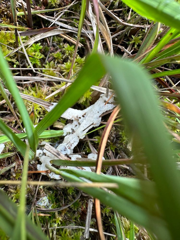 A white slime mould on Molinia 