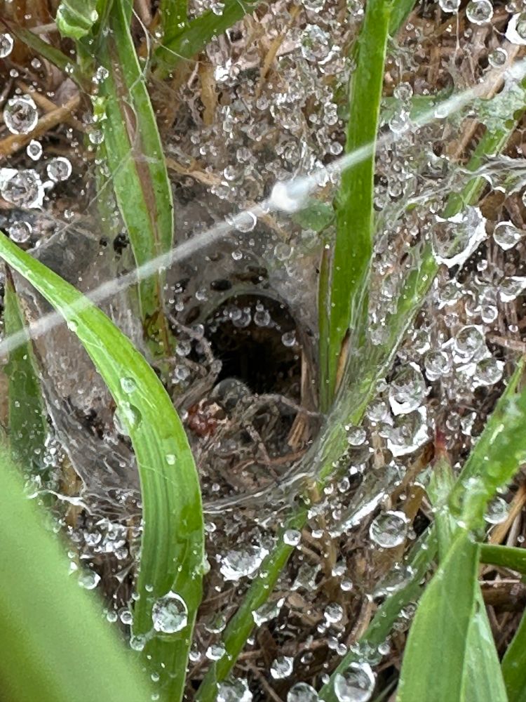 The labyrinth spider