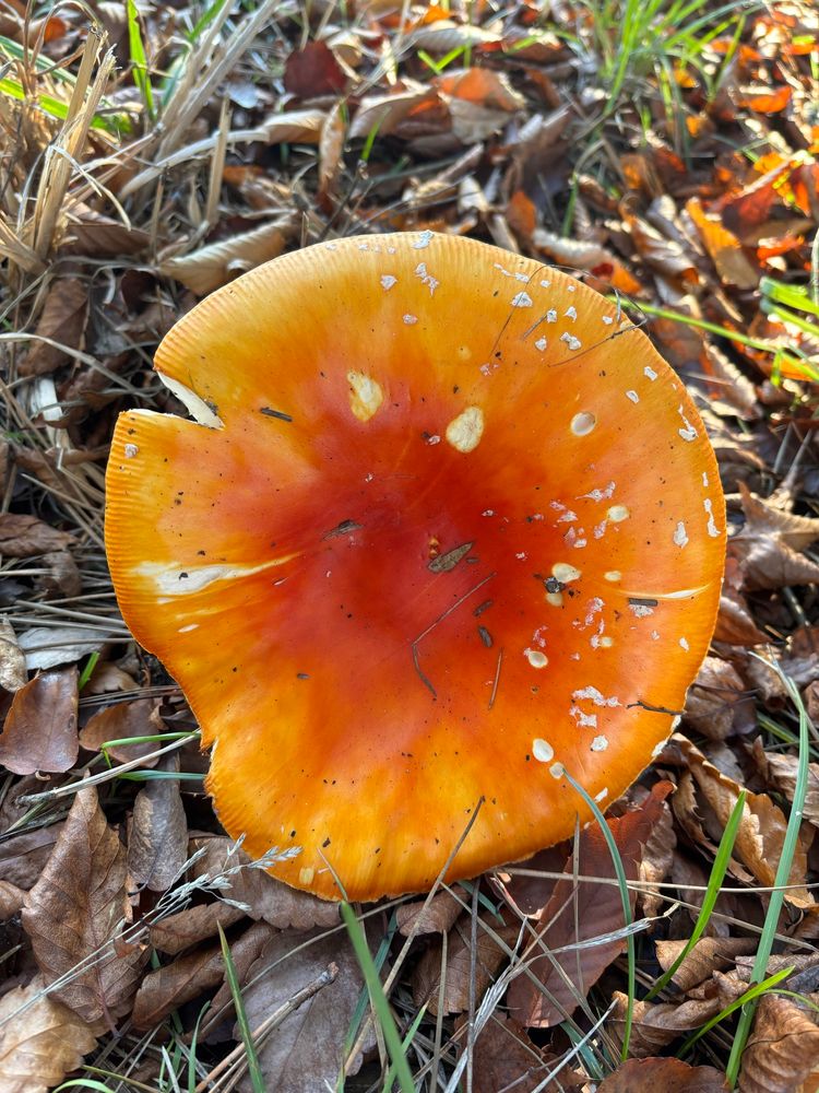 A view of the top of the reddish orange cap of an Amanita Muscaria (Fly Agaric) amongst the grass and dried leaves.