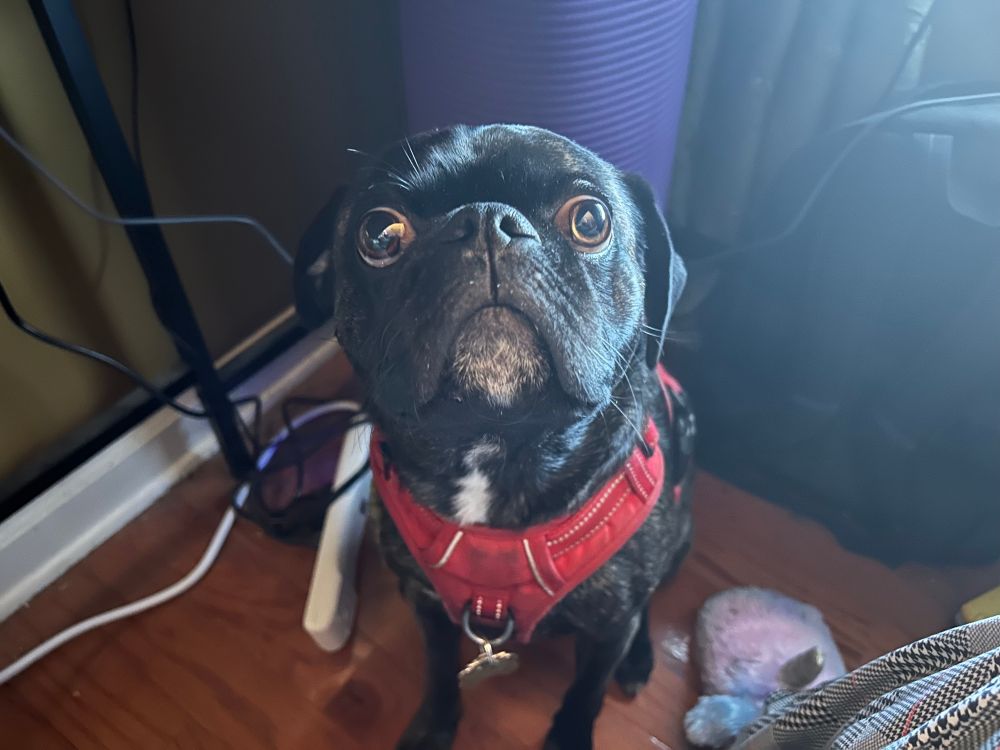 A black pug wearing a red harness is under a desk, pleading for dinner 