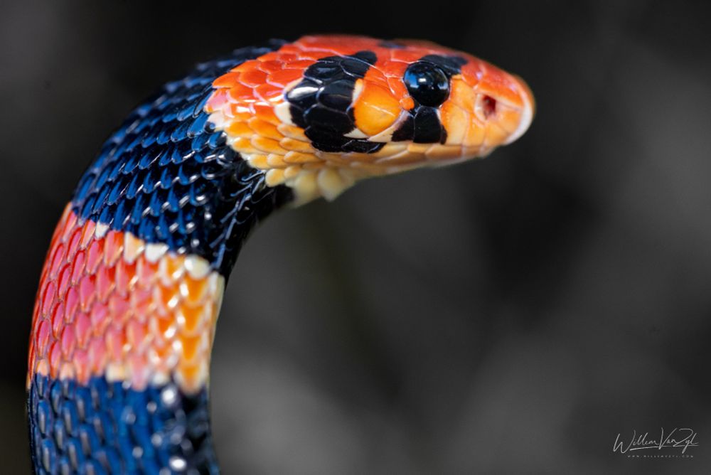A photo of a brightly coloured Cape Coral Snake against a neutral background.