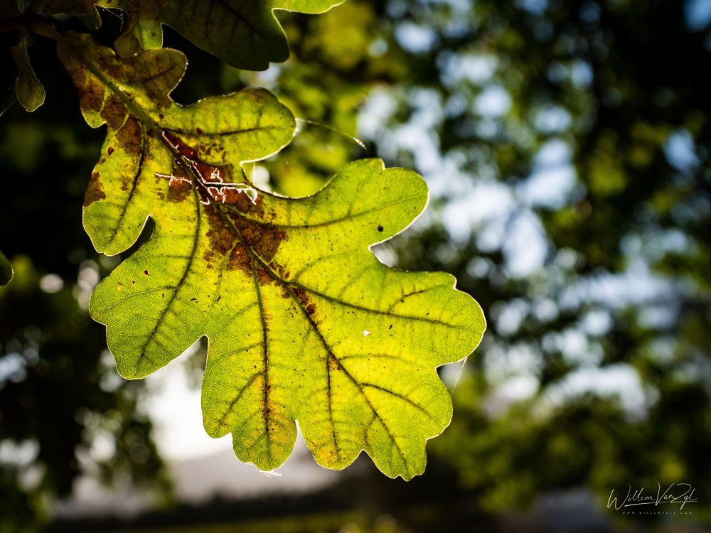 Sunlight shining through a leaf in a tree, making all of its fine details visible. 