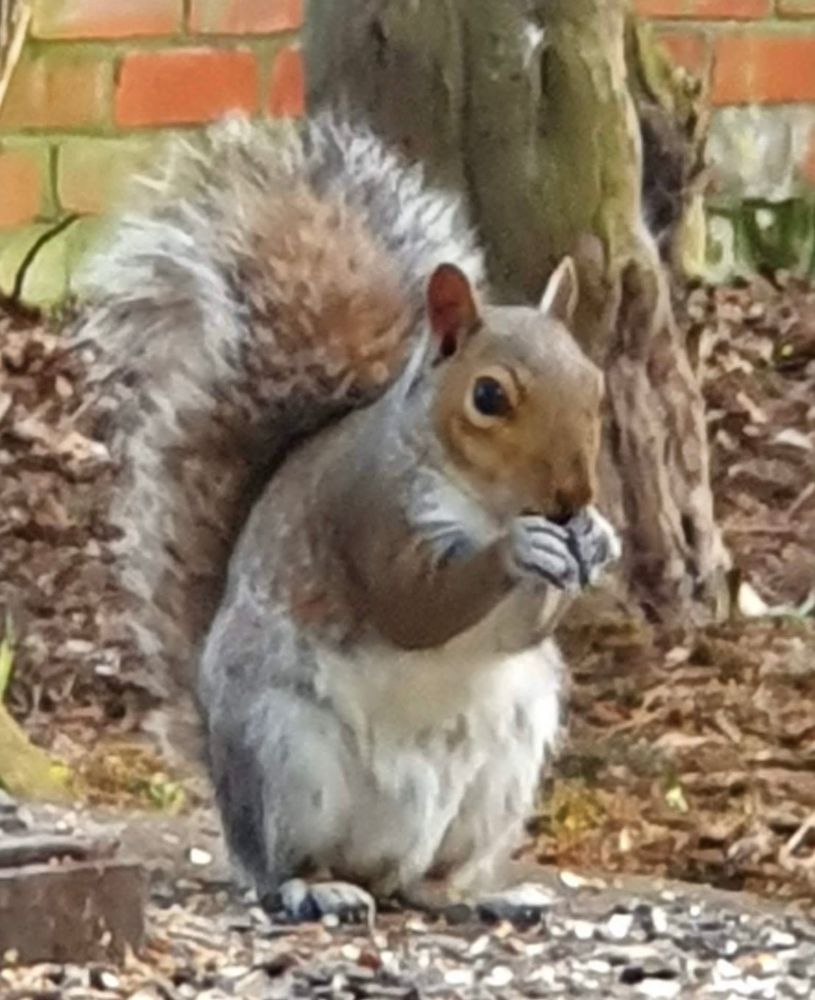 A zoomed in picture of a squirrel on a raised concrete plinth with nuts and seeds scattered on it. The squirrel is stood upright eating.