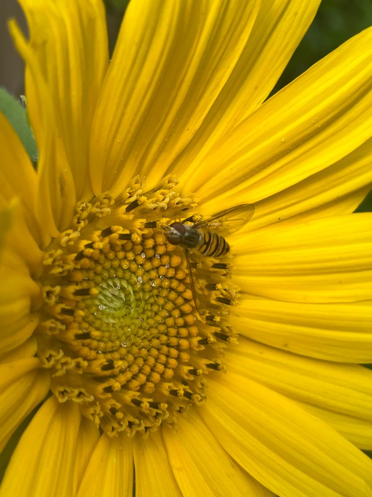 A zoomed in photo of a hoverfly on a sunflower