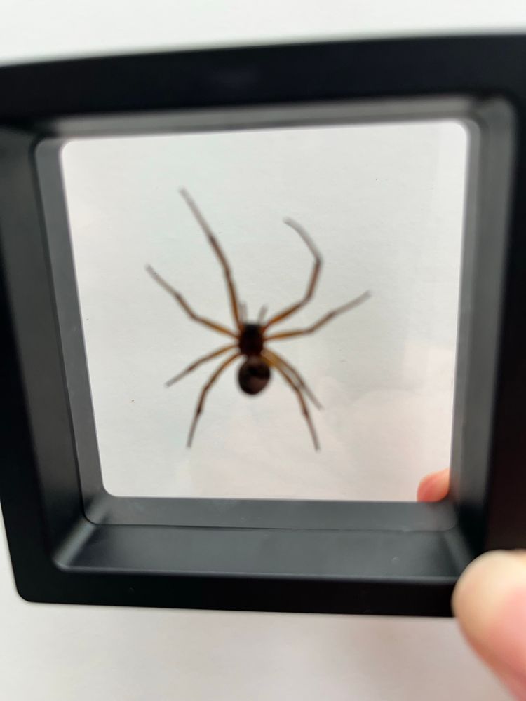 This is a false widow that was found dead but was a good specimen so was originally pinned but now has been put in a black display case
