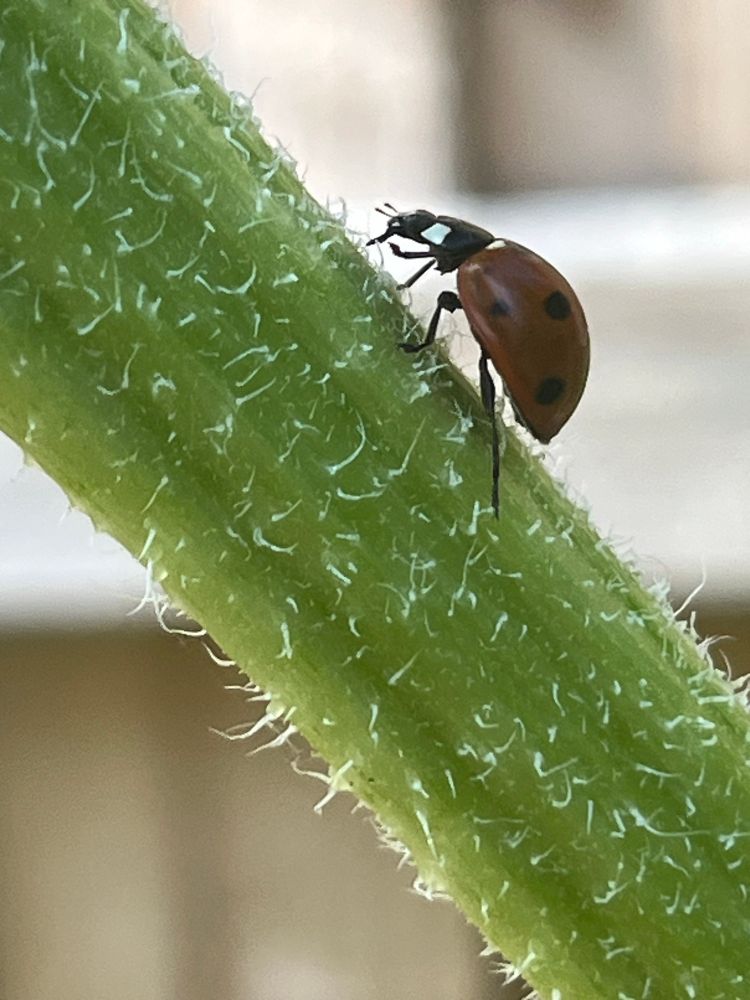 A zoomed in photo of a red and black ladybird on a sunflower stalk