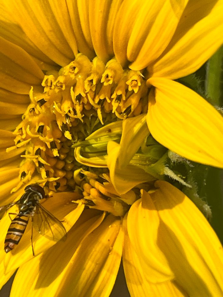 A zoomed in photo of a hoverfly on a sunflower