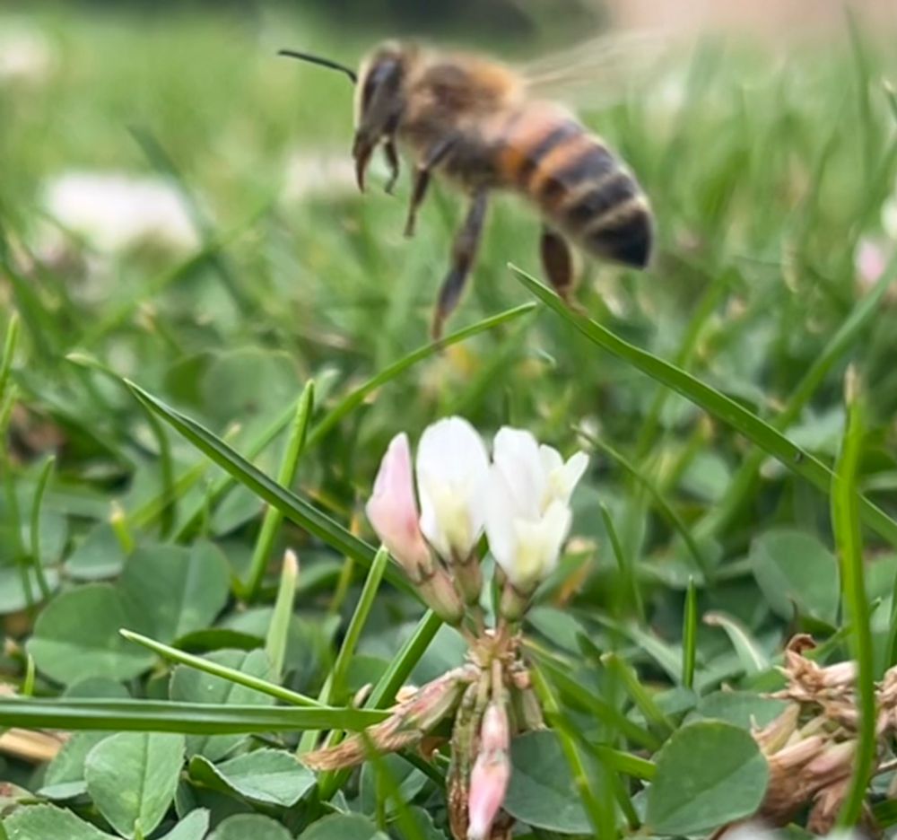 A zoomed in photo of a honeybee that has just pollinated clover and has launched off