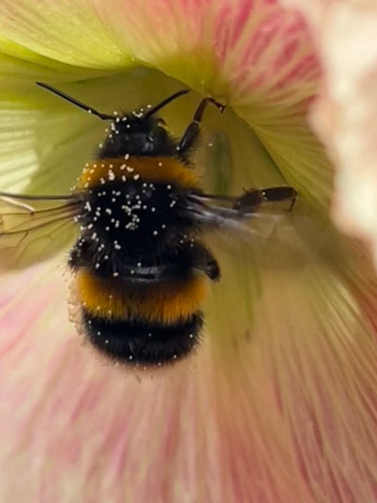 Close up photo of a bee covered in pollen on a Hollyhock flower