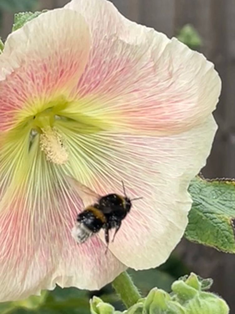 A bee flying away from a Hollyhoxk flower it has just pollenated
