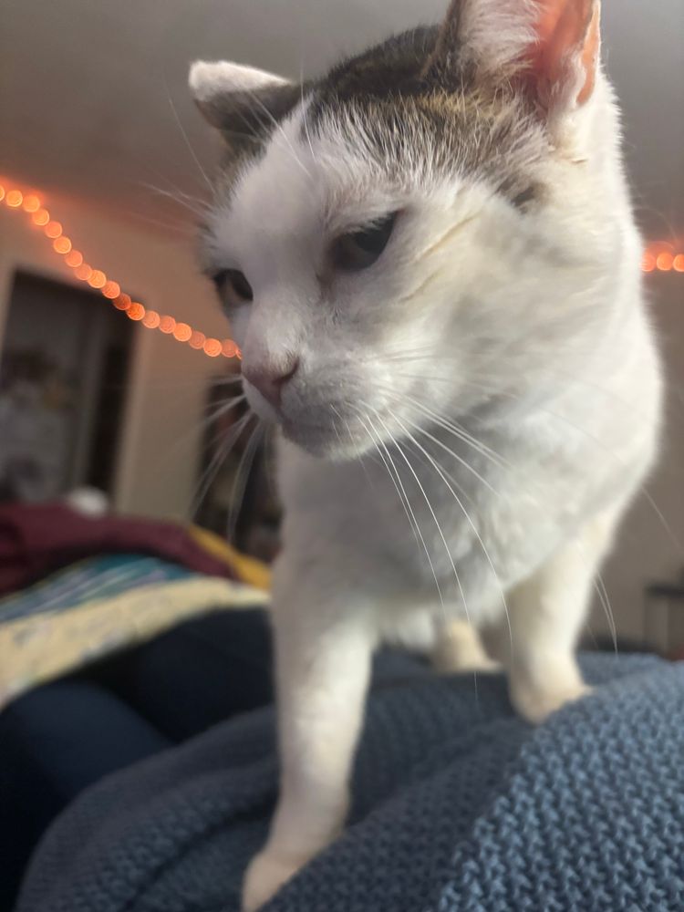 my tabby cat, izzy, giving BOMBASTIC SIDE EYE in a pose reminiscent of the homophobic dog meme. 