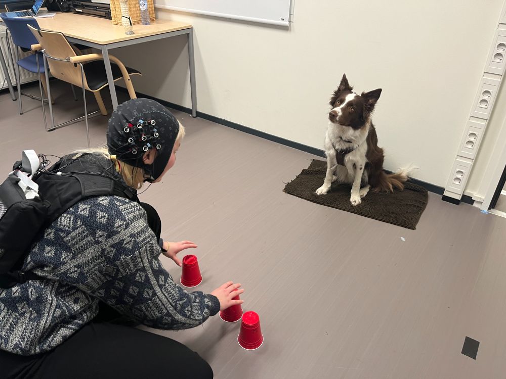 Picture of a participant wearing the NIRSsport fNIRS device (in backpack) while interacting (playing a cup game) with a dog.