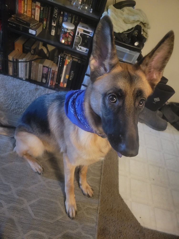 one y/o German Shepherd (???) gremlin, all groomed and gussied for dinner with the family