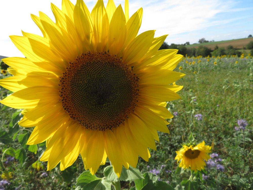 Die Sonnenblume: Einfach nicht dasselbe