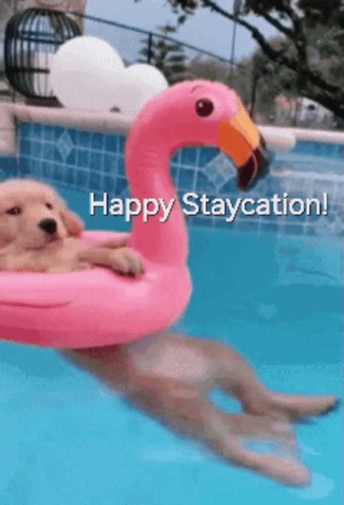 a dog is floating on a flamingo float in a pool