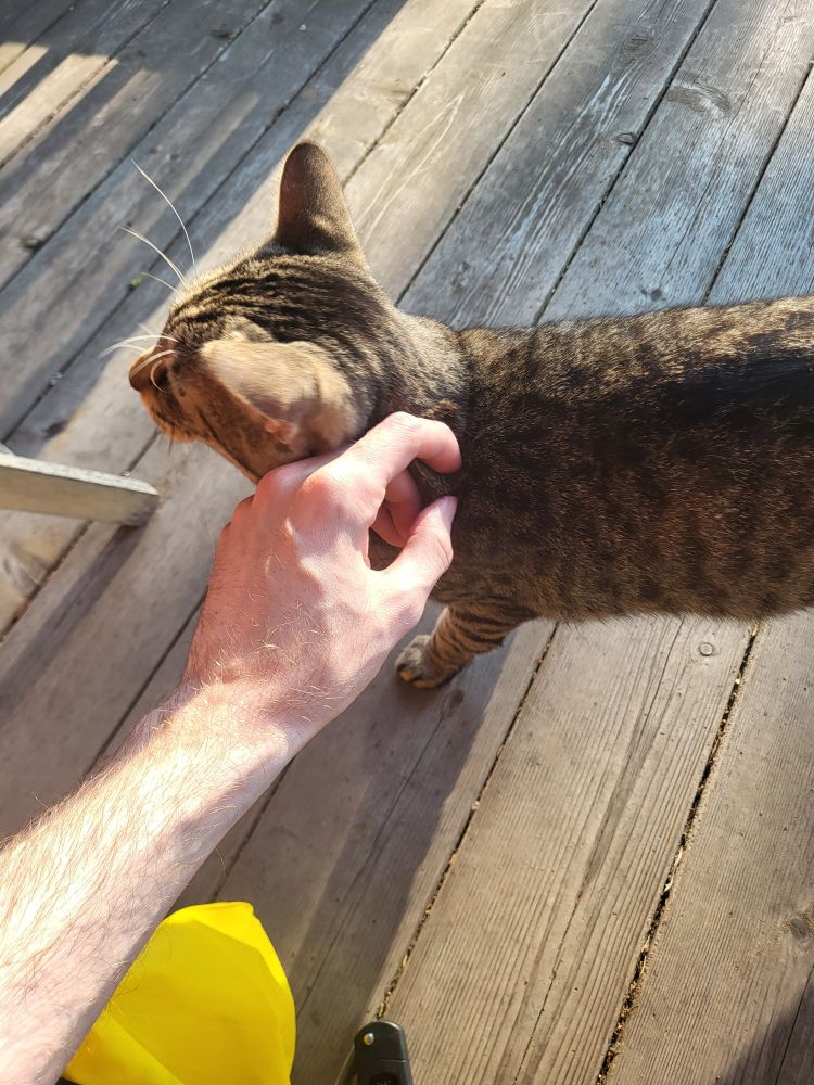 My hand giving the cat some scratches