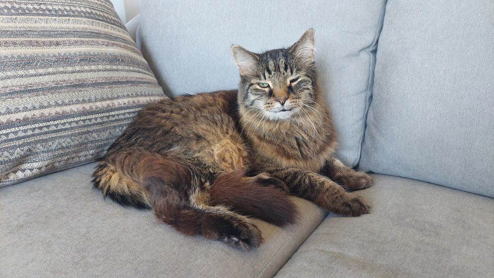 Brown tabby cat on a new sofa looks sleepily at the camera. 