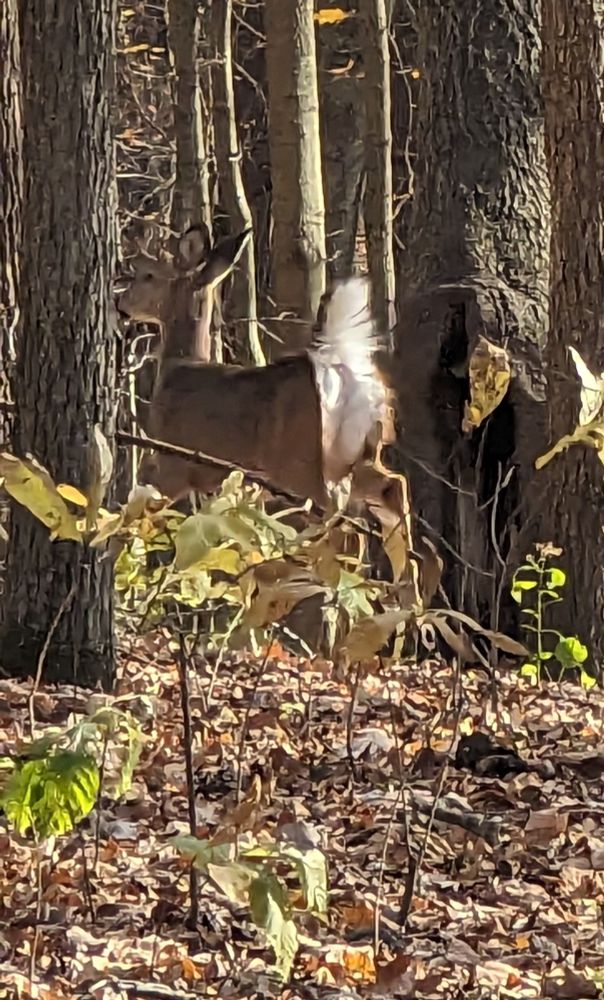 Whitetail deer running into a forest