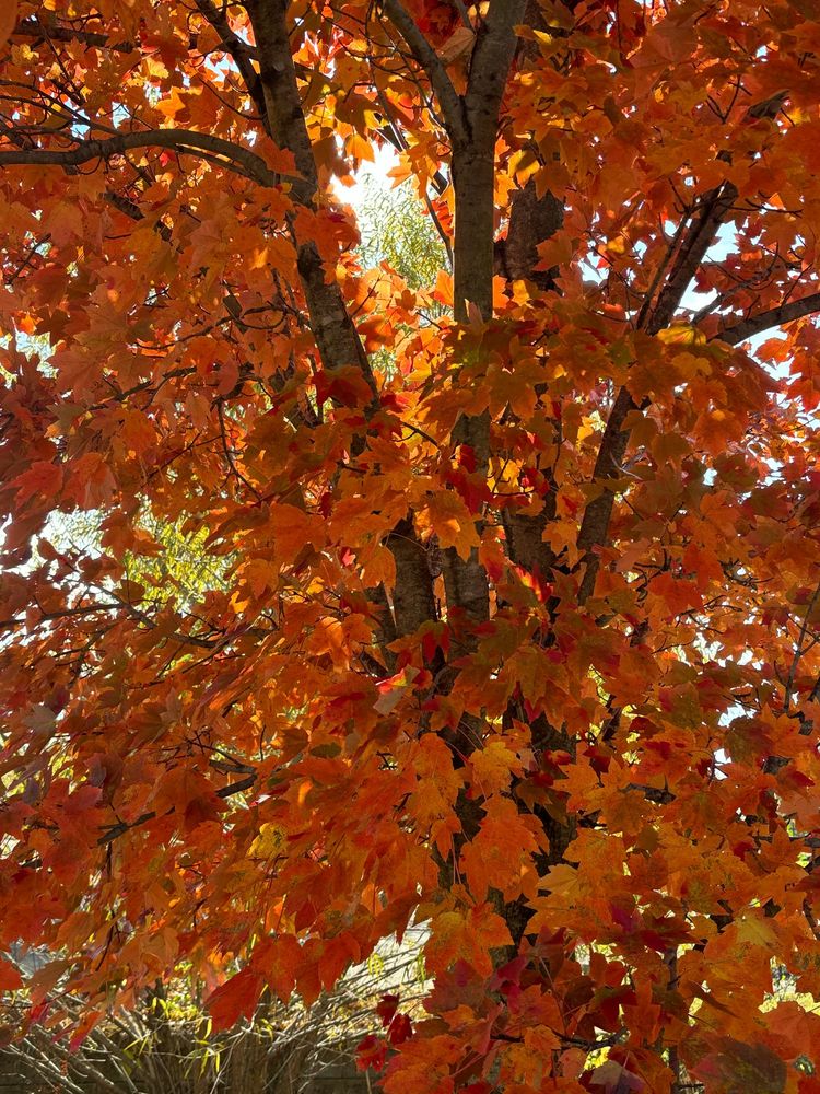 Orange autumn leaves on a tree