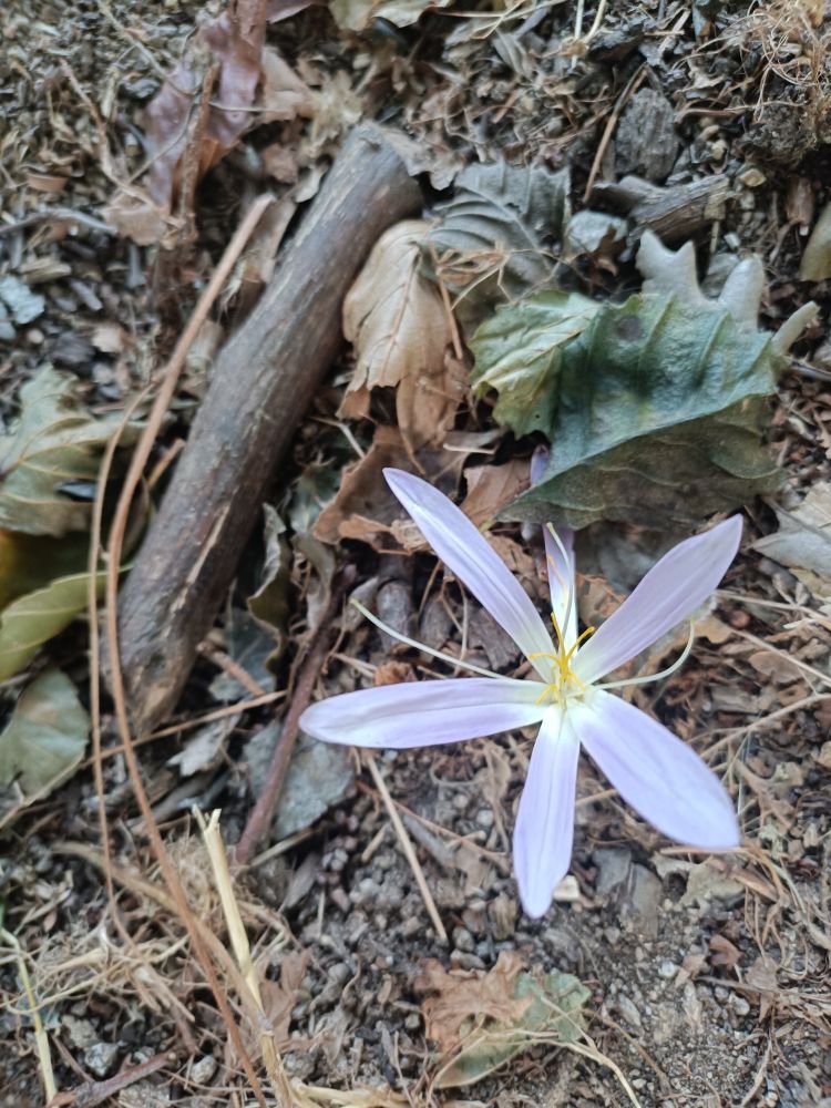 Una flor en mitad del bosque 
