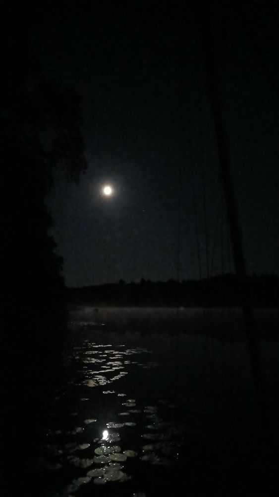 der mond beleuchtet nachts seerosen auf einem see, im hintergrund dunkler wald