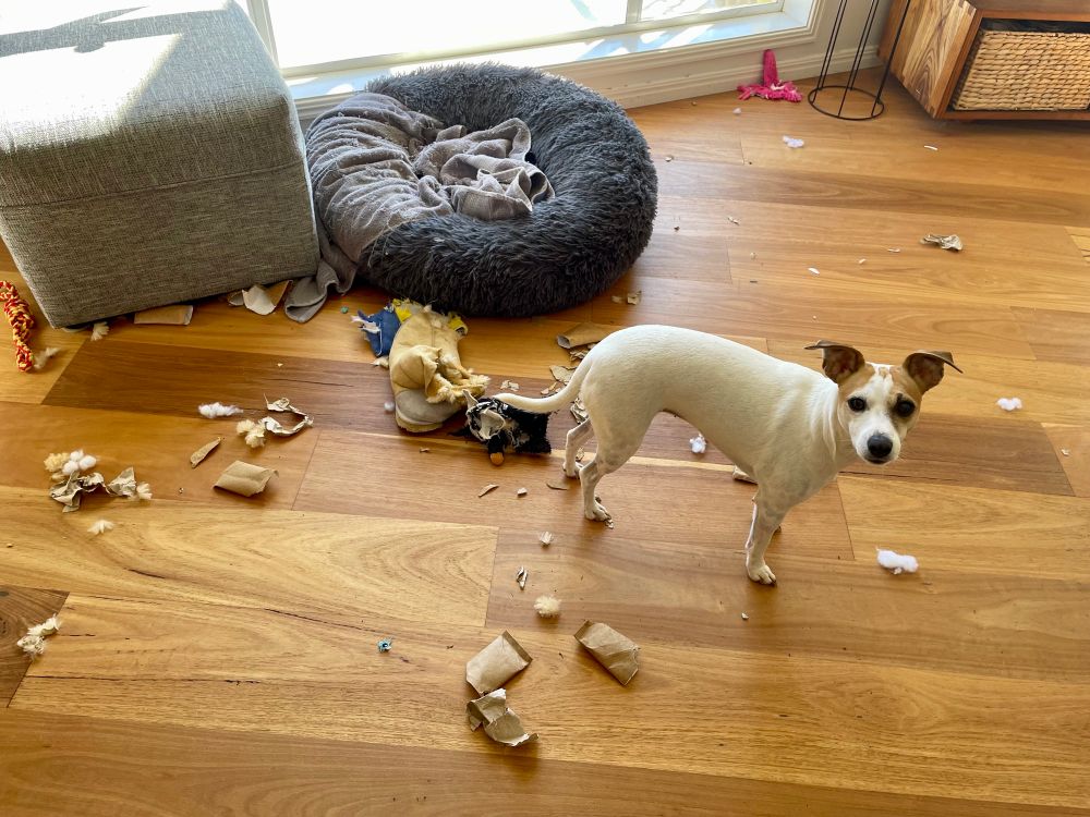 Photo of Eesha, a small white & tan very cute doggo, looking up at the camera. Around & behind her is the remnants of many many chewed up things