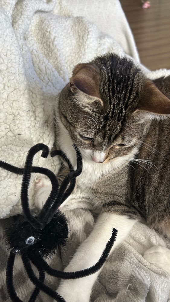 lana, gata tigrada de pata branca com uma aranha de brinquedo 