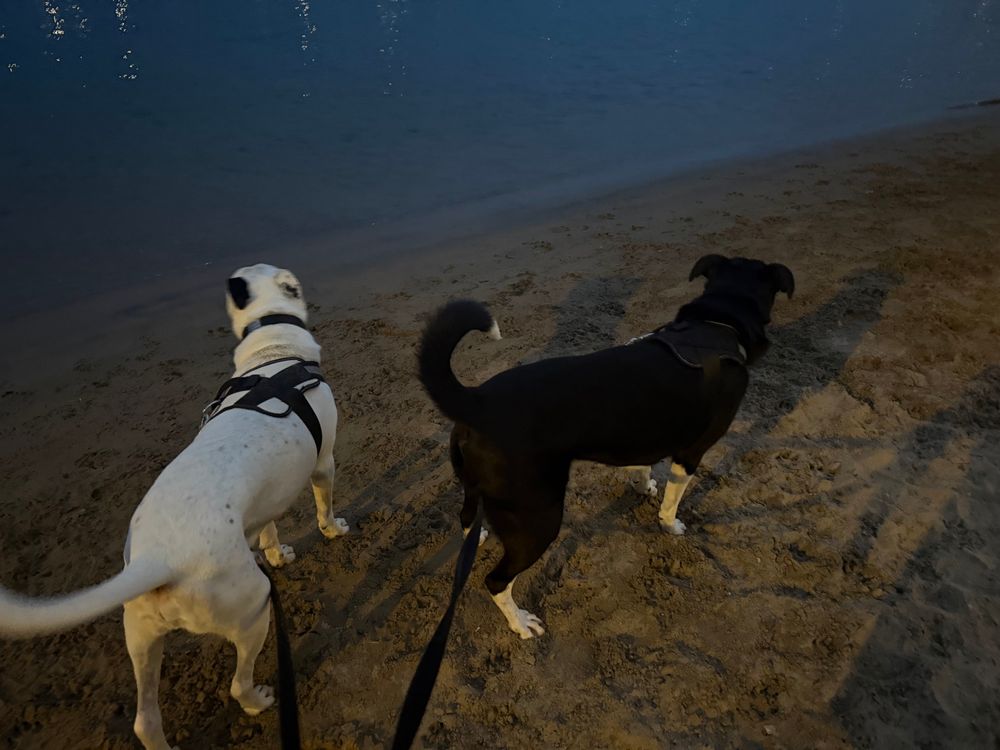 Two dogs - one white with black markings, the other black with white markings - stand on the sandy shores of a dog park on Lake Michigan, looking out over the water. 