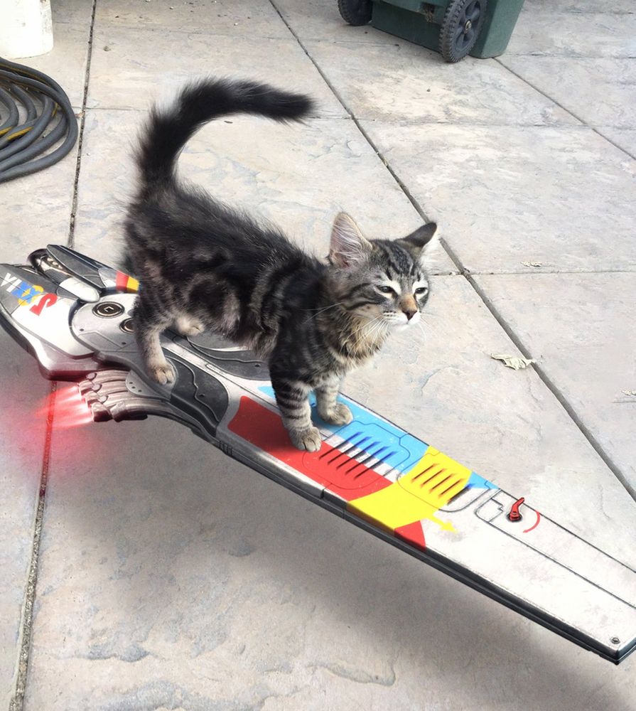 Kitten riding a skimmer from the game Destiny 2