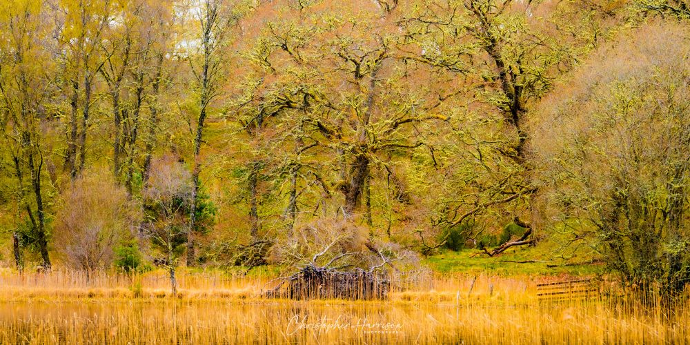 Early spring in the Cairngorms National Park, Scotland, beside a small Loch. The reeds line the waters edge, in front of an ancient, gnarled and characterful woodland - covered in moss and lichen. The colour palette is almost autumnal, not yet showing the leaves. 