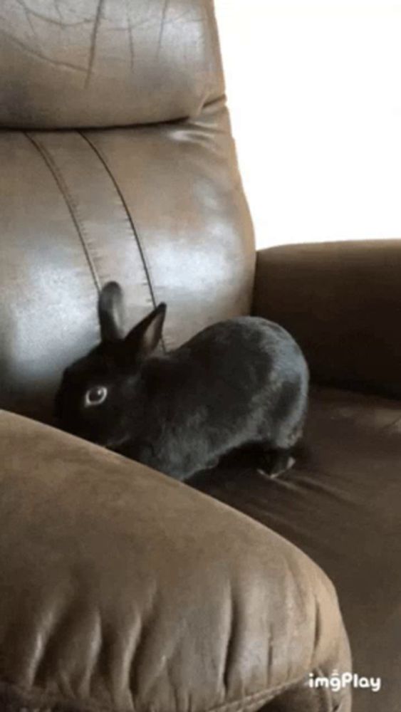 a black rabbit is sitting on a brown leather chair with imgplay written below it