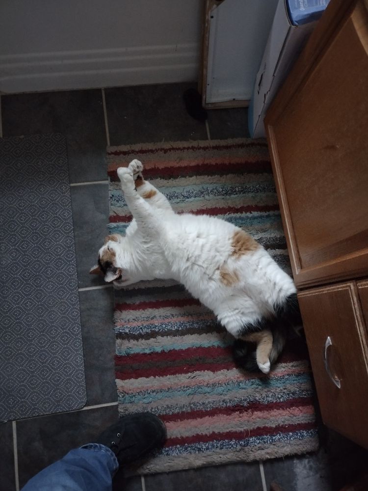 Chunky calico cat stretched out on the floor
