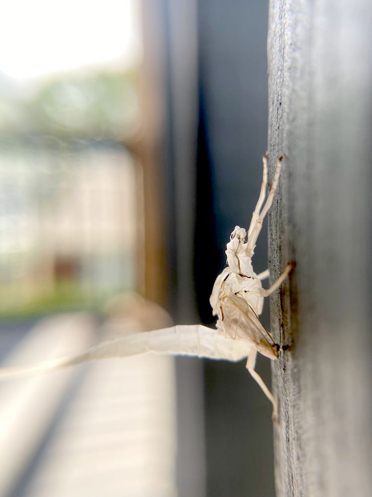 ghostly molted skin of a mayfly, perched sideways on a wooden porch slat
