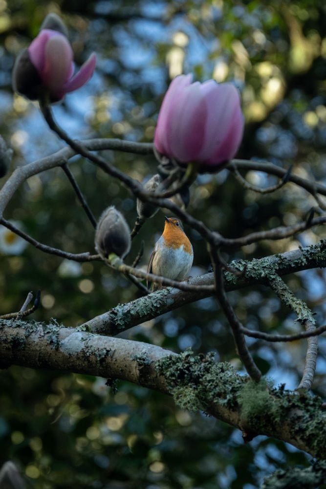 A robin perched on the branch of a magnolia tree