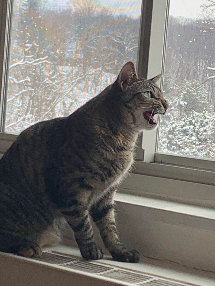 Tabby cat standing next to a window with an open mouth, chittering at something she sees outside