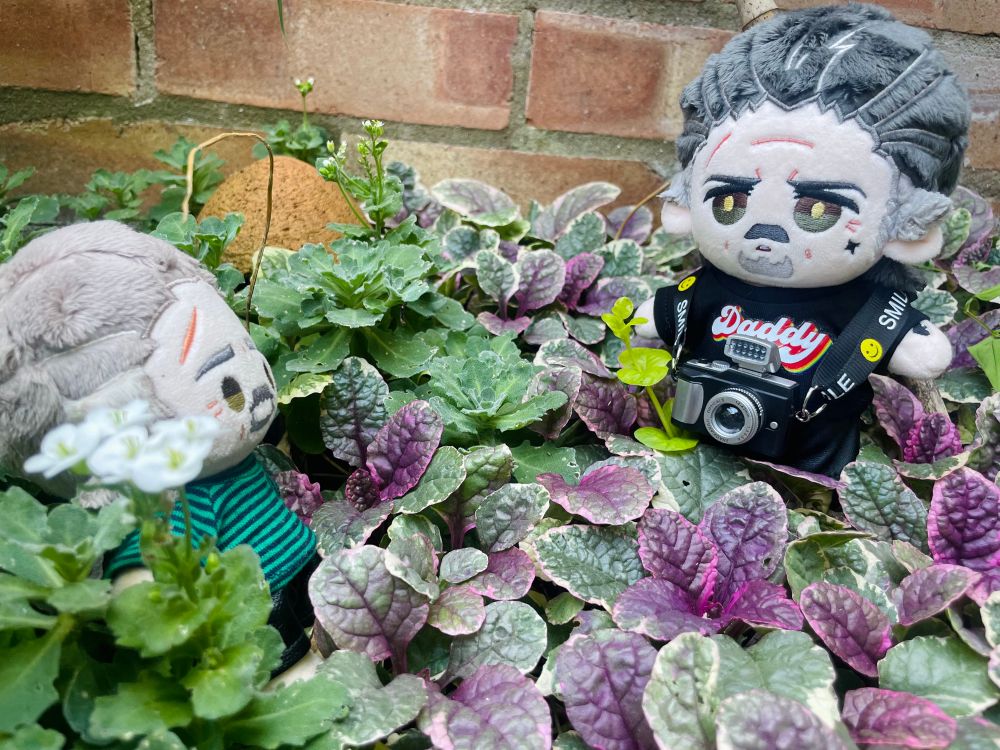 A lush rock garden of purple and green foliage. A large Izzy doll by Rights is wearing a black T-shirt with a rainbow ‘Daddy’ design, and a camera around his neck. The smaller Izzy doll wears a green striped T-shirt and is standing near some white flowers. 