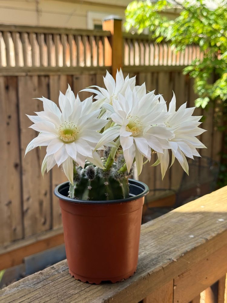 Whites cactus flowers