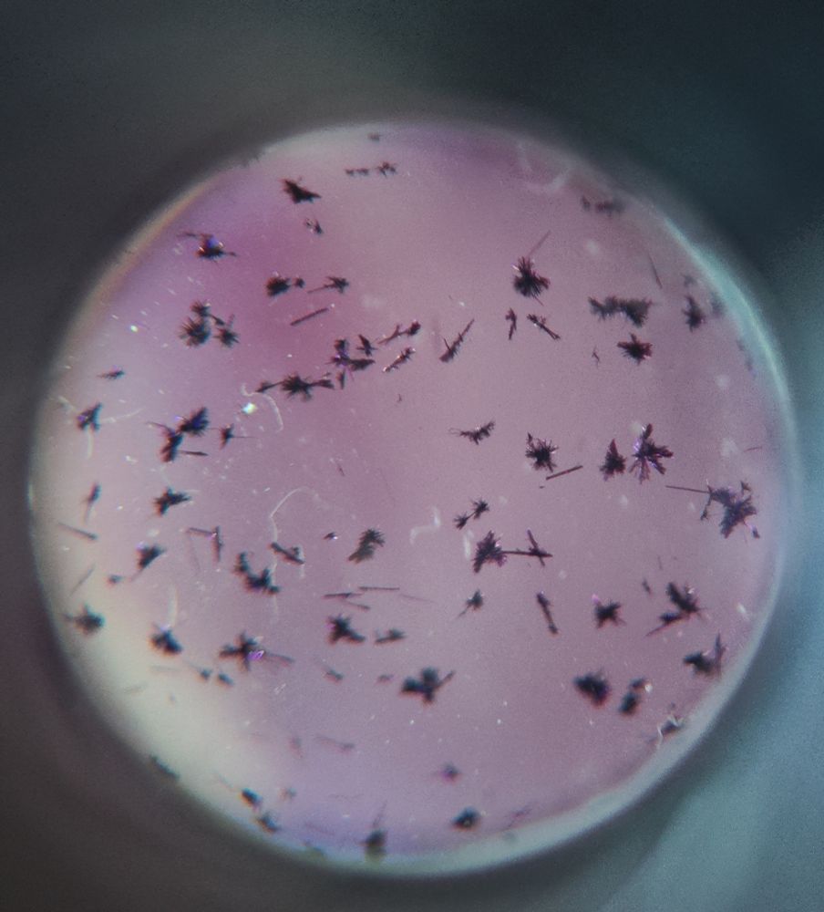 Crystals of a corrole under magnifying glass. The solution looks light pink, possibly due to fluorescence, and the crystals are dark purple, needle like