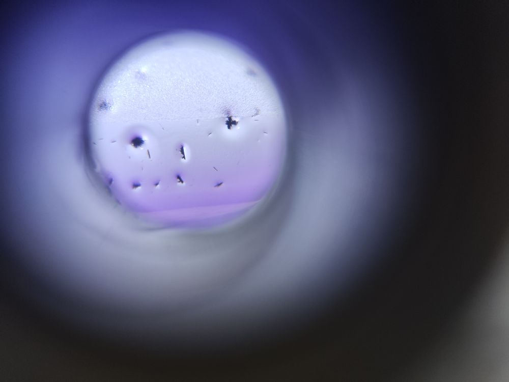 Photos of small corrole crystals seen through magnifying glass. The solutions is purple and the crystals are very dark purple. 