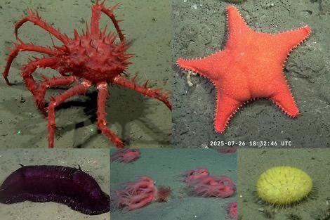 Picture taken at the ocean bottom near Mar del Plata, Argentina, of several species, a kind of crab, an orange starfish and other animals which I can't describe properly